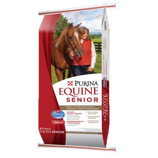 Equine Senior Horse